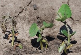 A Brief Review Of Key Soybean Seedling Diseases